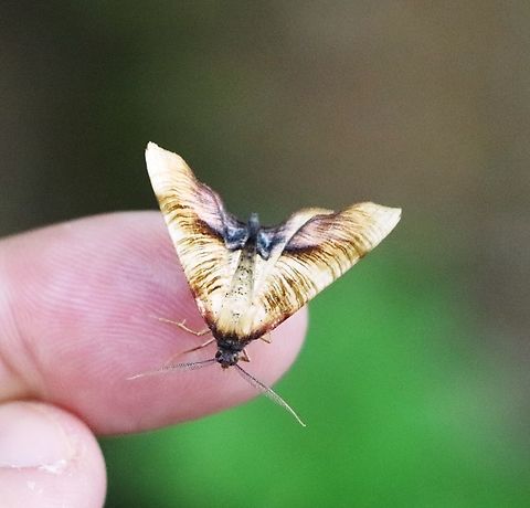 The scorched wing Observed while walking in an urban forest, Central Slovenia. Geotagged,Plagodis dolabraria,Slovenia,Spring