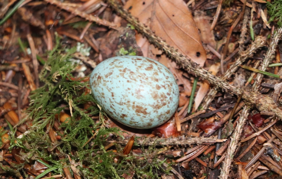 Common blackbird An egg. Common Blackbird,Geotagged,Slovenia,Spring,Turdus merula