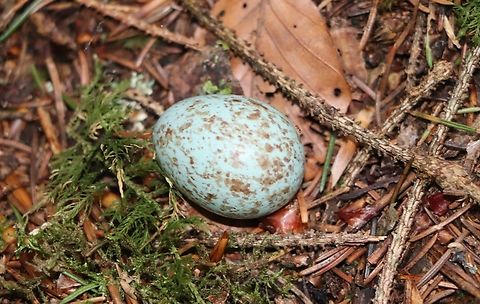 Common blackbird An egg. Common Blackbird,Geotagged,Slovenia,Spring,Turdus merula