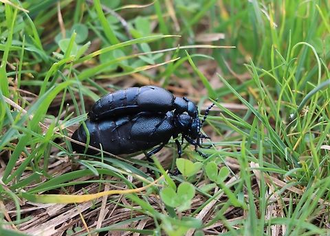 Violet oil beetle In this photo there are specimens in the mating phase. Photographed in Slovenian Istria. Geotagged,Meloe violaceus,Slovenia,Violet Oil Beetle,Winter