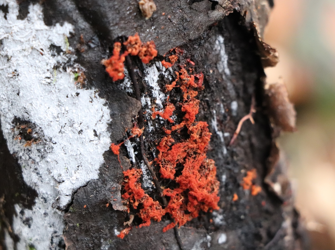 The Wasp's Nest Slime Mold It is recognizable by its appearance, which resembles a reddish wasp&#039;s nest. Geotagged,Metatrichia vesparia,Slovenia,Wasp's Nest Slime Mold,Winter