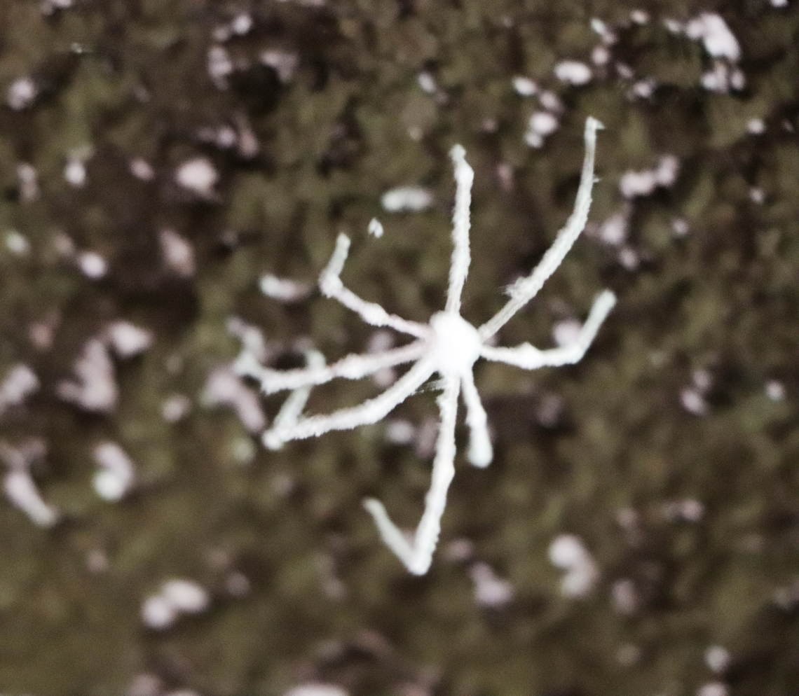 Engyodontium aranearum Fungi that infest cellar spider. Photographed in my friend's wine cellar. Engyodontium aranearum,Geotagged,Slovenia,Winter