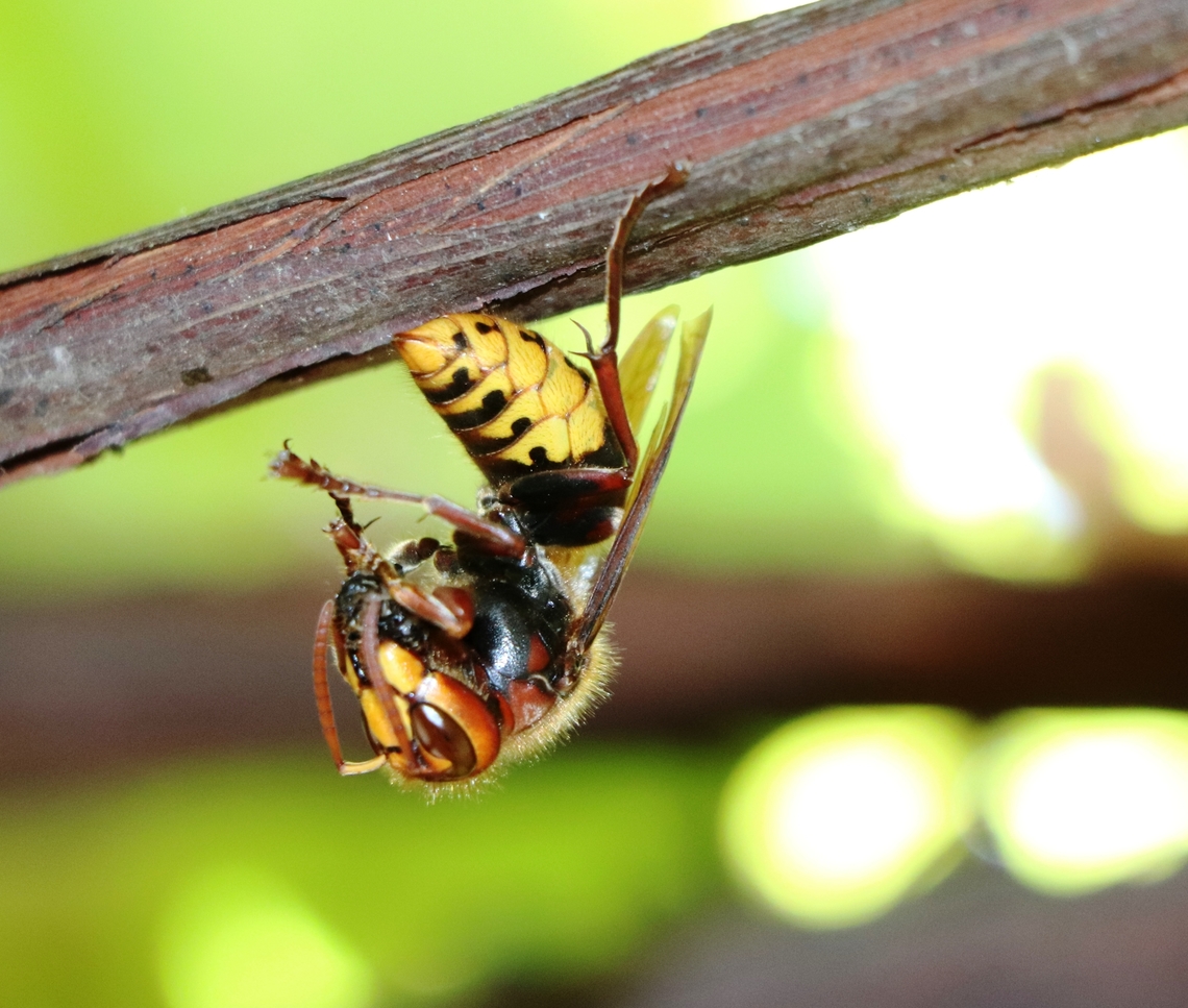 European hornet A common insect.  Bosnia and Herzegovina,European hornet,Geotagged,Summer,Vespa crabro