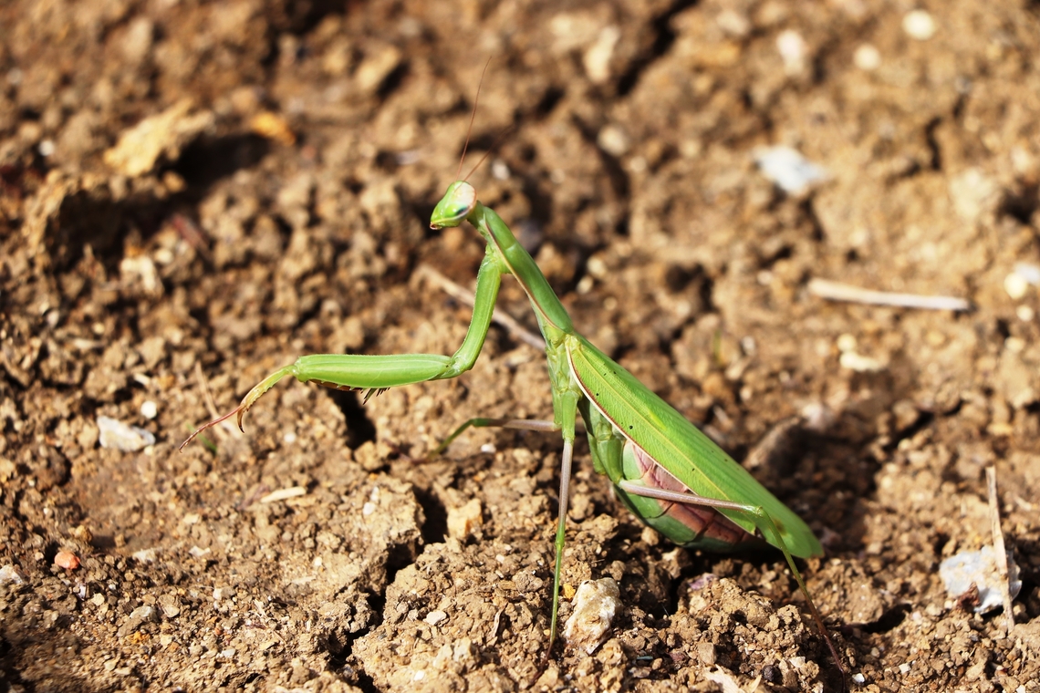 European mantis This year there were many praying mantis, more than usual. They mostly appear in September/October. Bosnia and Herzegovina,European Mantis,Fall,Geotagged,Mantis religiosa