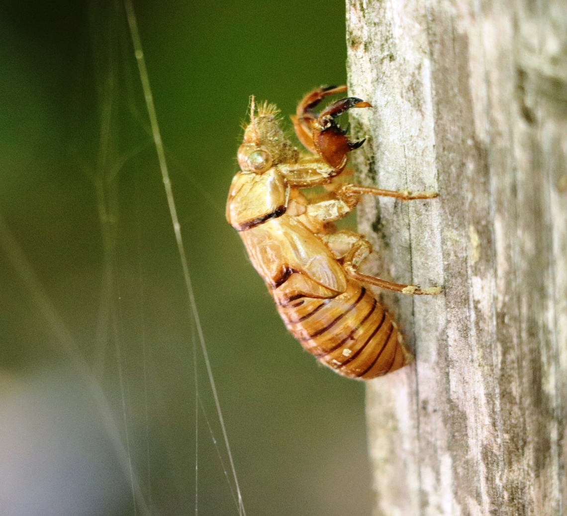 Red cicada Red cicada exoskeleton remnant. Bosnia and Herzegovina,Geotagged,Summer,Tibicina haematodes