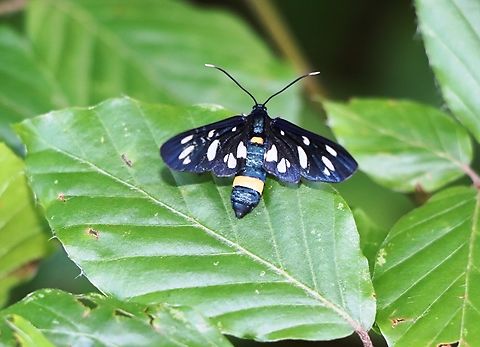 Nine-spotted moth A typical butterfly for beech forests in the June/July period. Amata phegea,Geotagged,Nine-spotted moth,Slovenia,Summer