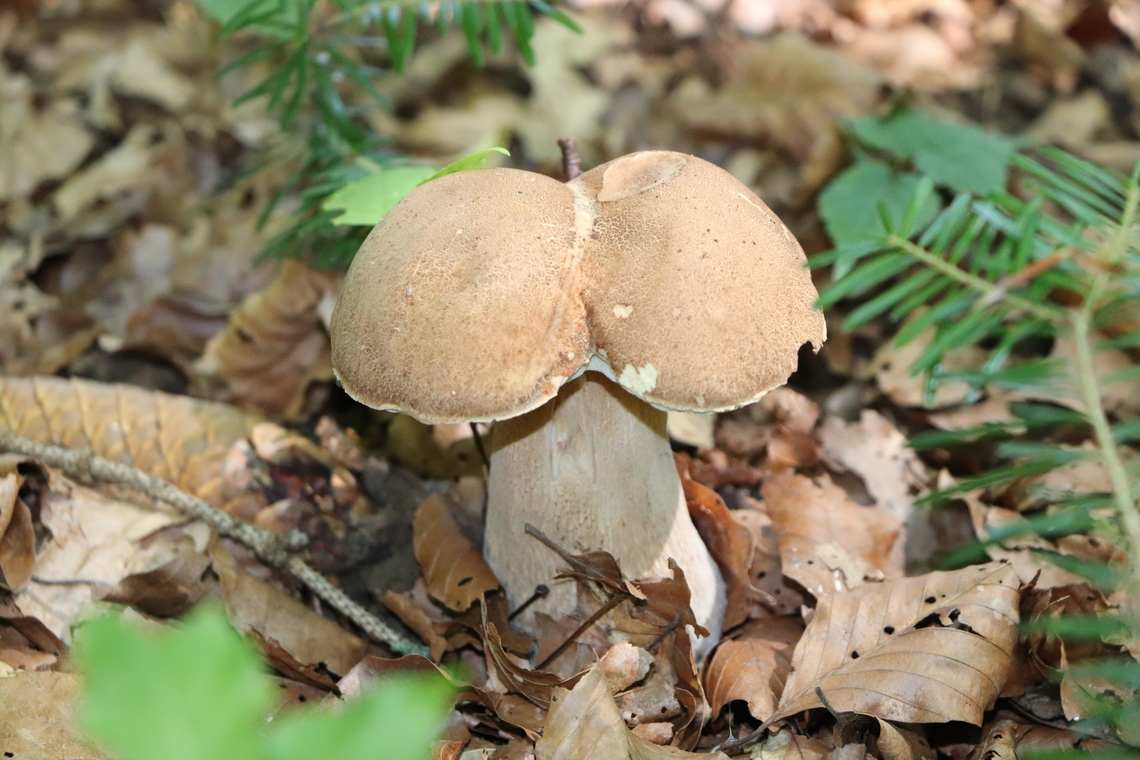 Summer cep It grows in association with beech and oak. This specimen is somewhat unique. Boletus reticulatus,Geotagged,Slovenia,Summer