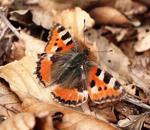 Small Tortoiseshell A butterfly that appears among the first in spring. Aglais urticae,Geotagged,Slovenia,Small Tortoiseshell,Spring