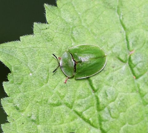 Green Tortoise Beetle A small and cute insect. Cassida viridis,Geotagged,Green tortoise beetle,Slovenia,Spring