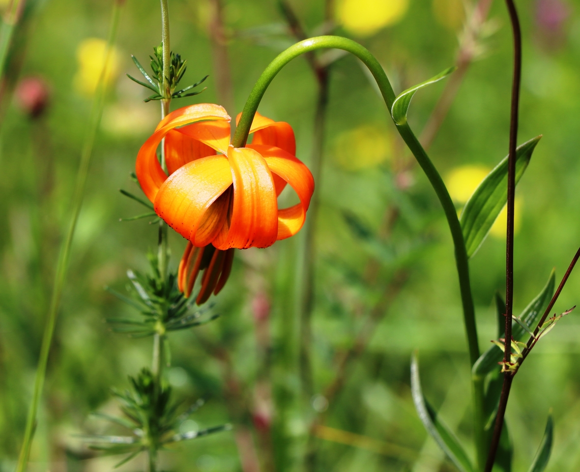 Carniolan lily A unique flower, specific for alpine meadows. Geotagged,Lilium carniolicum,Slovenia,Spring