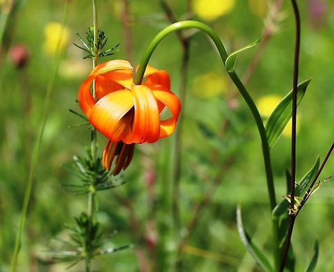 Carniolan lily A unique flower, specific for alpine meadows. Geotagged,Lilium carniolicum,Slovenia,Spring