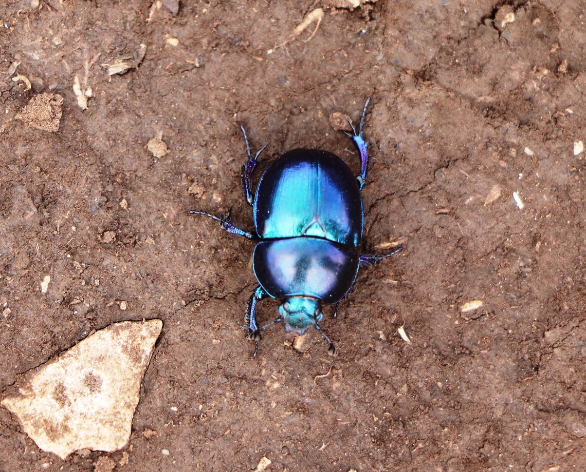 Springtime Dung Beetle Spotted in Slovenian part of Istria. Geotagged,Slovenia,Spring,Trypocopris vernalis