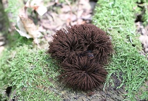 Chocolate Tube Slime Slime mold with a special look. Chocolate tube slime mold,Geotagged,Slovenia,Stemonitis splendens,Summer