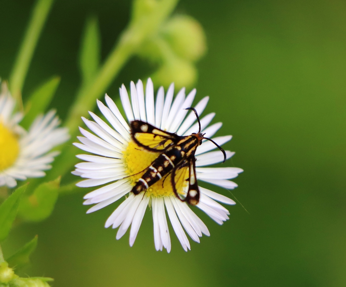 Cool looking moth I can&#039;t find common name for this moth. :-) Geotagged,Pyropteron triannuliformis,Slovenia,Spring