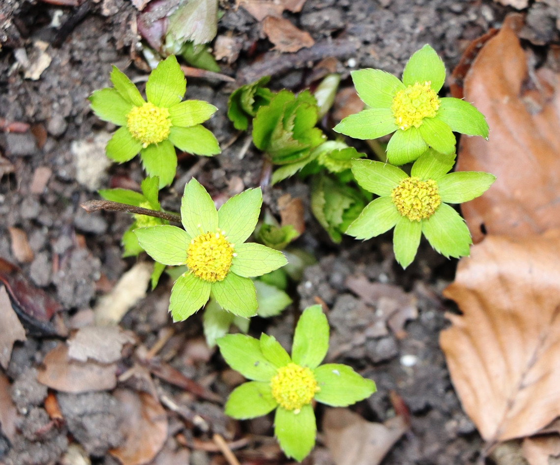 Dwarf Masterwort Hacquetia epipactis<br />
<br />
One of my favorite flowers.  Geotagged,Sanicula epipactis,Slovenia,Winter
