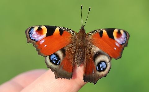 European Peacock Butterfly One of the most beautiful European butterflies. European Peacock,Inachis io