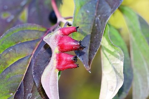 Dogwood Rivet Gall Craneiobia corni Bosnia and Herzegovina,Craneiobia corni,Fall,Geotagged