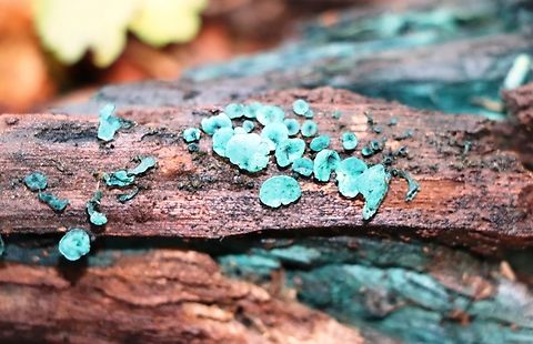 Green Wood Cup A special mushroom, appearing in the most special places. Chlorociboria aeruginascens,Geotagged,Green elfcup,Slovenia,Summer