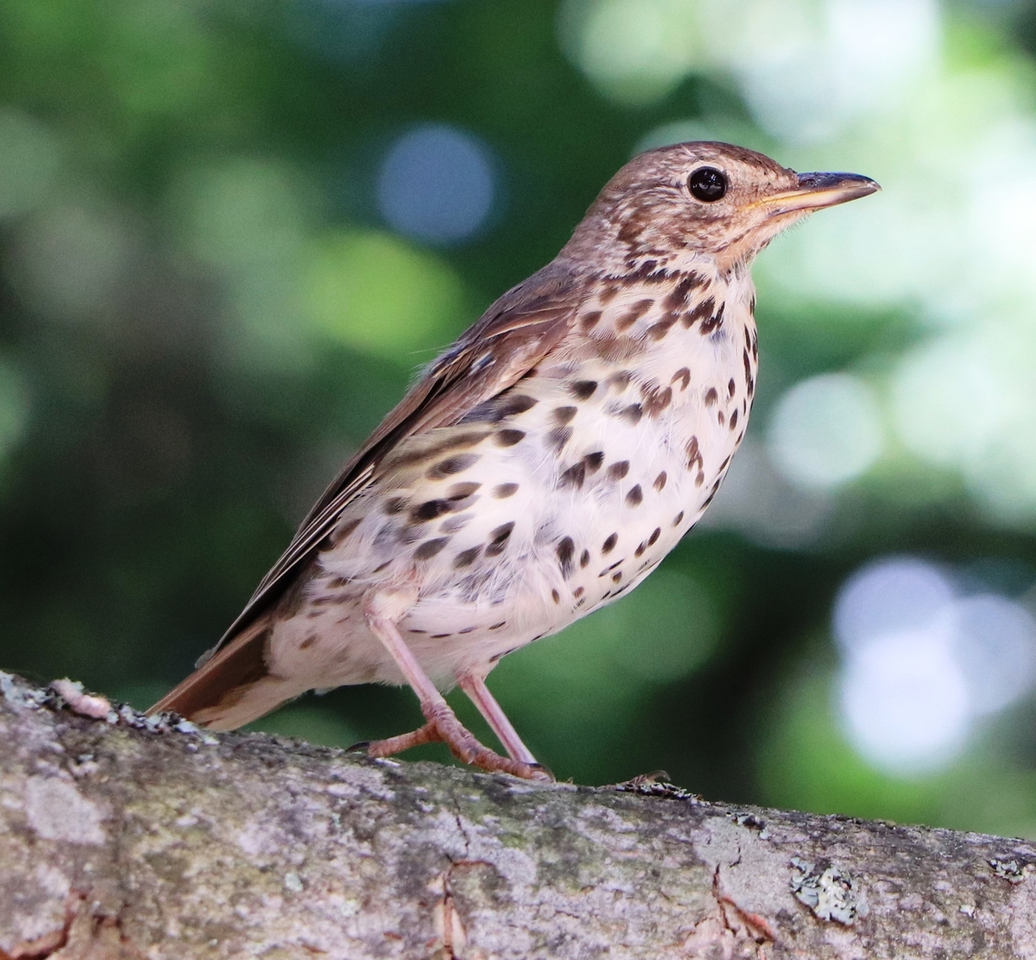 Song Thrush A common bird in Europe Geotagged,Serbia,Song Thrush,Summer,Turdus philomelos