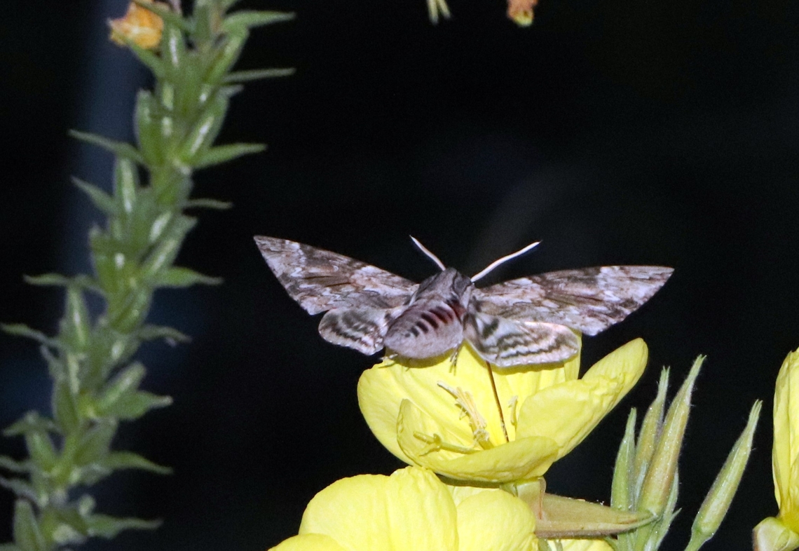 Convolvulus Hawkmoth A special moth, very large, almost like a bat. Agrius convolvuli,Bosnia and Herzegovina,Convolvulus Hawkmoth,Geotagged,Summer