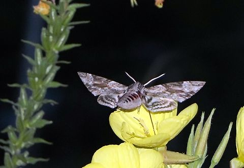 Convolvulus Hawkmoth A special moth, very large, almost like a bat. Agrius convolvuli,Bosnia and Herzegovina,Convolvulus Hawkmoth,Geotagged,Summer
