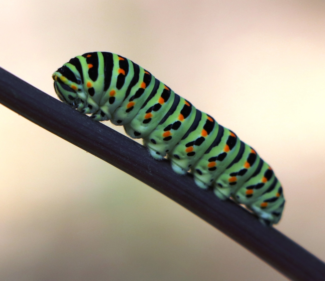 Old World Swallowtail Larvae. Geotagged,Old World swallowtail,Papilio machaon,Slovenia,Summer