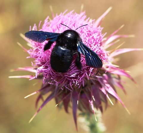 Violet Carpenter Bee One of the largest European bees. Bosnia and Herzegovina,Geotagged,Summer,Violet carpenter bee,Xylocopa violacea