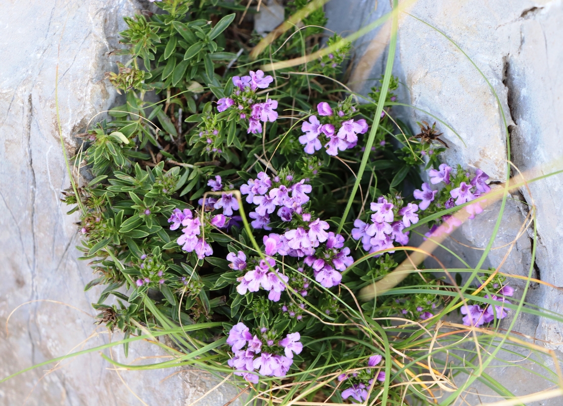 Mother of thyme A species of thyme spotted on Nanos mountain in Slovenia. Geotagged,Mother of Thyme,Slovenia,Summer,Thymus  praecox