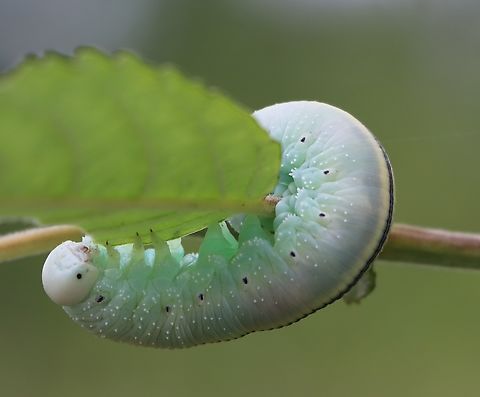Birch Sawfly Larvae Birch sawfly,Cimbex femoratus,Geotagged,Slovenia,Summer