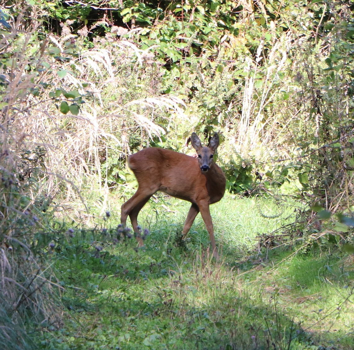 Western Roe Deer Female. Capreolus capreolus,Geotagged,Roe deer,Slovenia,Summer