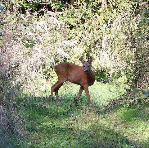 Western Roe Deer Female. Capreolus capreolus,Geotagged,Roe deer,Slovenia,Summer