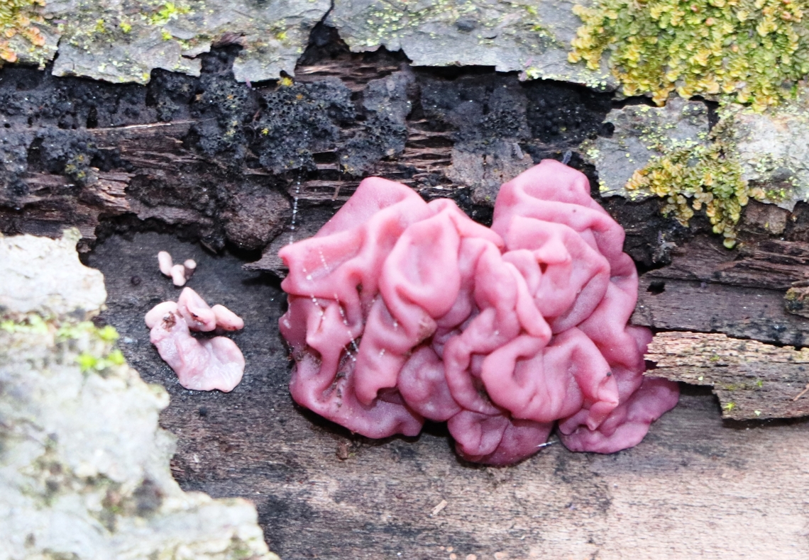 Purple Jellydisc This mushroom mainly appears in winter. Ascocoryne sarcoides,Fall,Geotagged,Jelly Drops,Slovenia