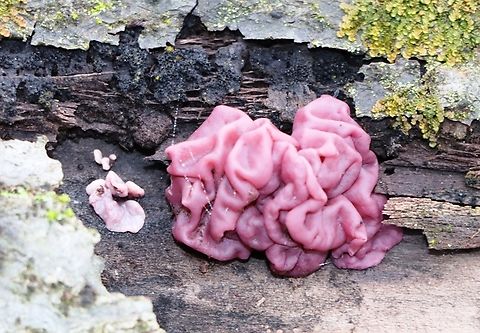 Purple Jellydisc This mushroom mainly appears in winter. Ascocoryne sarcoides,Fall,Geotagged,Jelly Drops,Slovenia