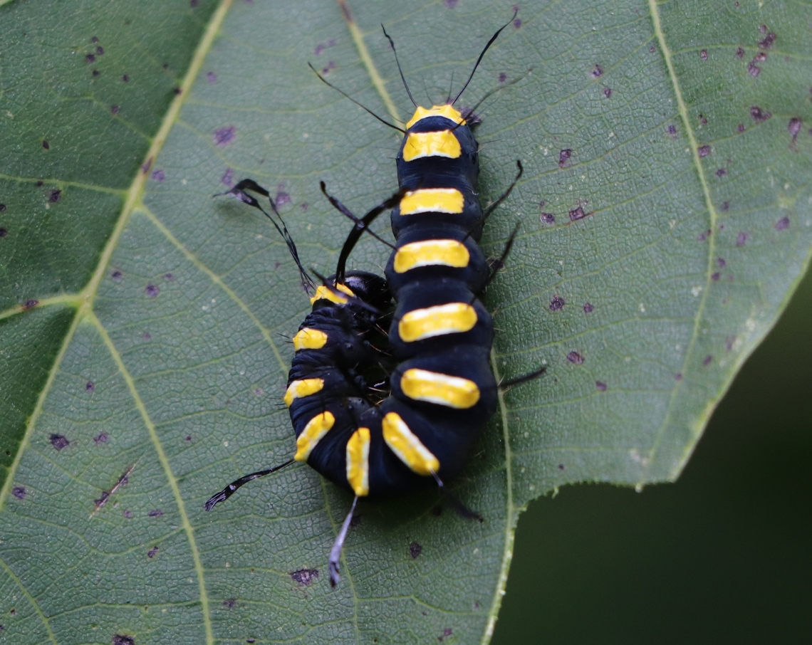 Alder Moth Larva on a walnut leaf (Juglans regia). Acronicta alni,Geotagged,Slovenia,Summer