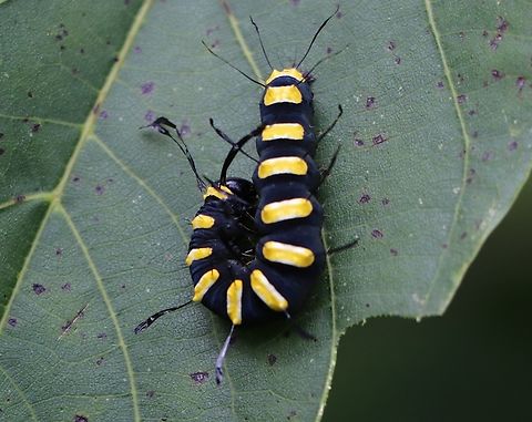 Alder Moth Larva on a walnut leaf (Juglans regia). Acronicta alni,Geotagged,Slovenia,Summer