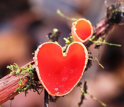 Scarlet cup Special shape. Geotagged,Sarcoscypha coccinea,Scarlet elf cup,Slovenia,Winter