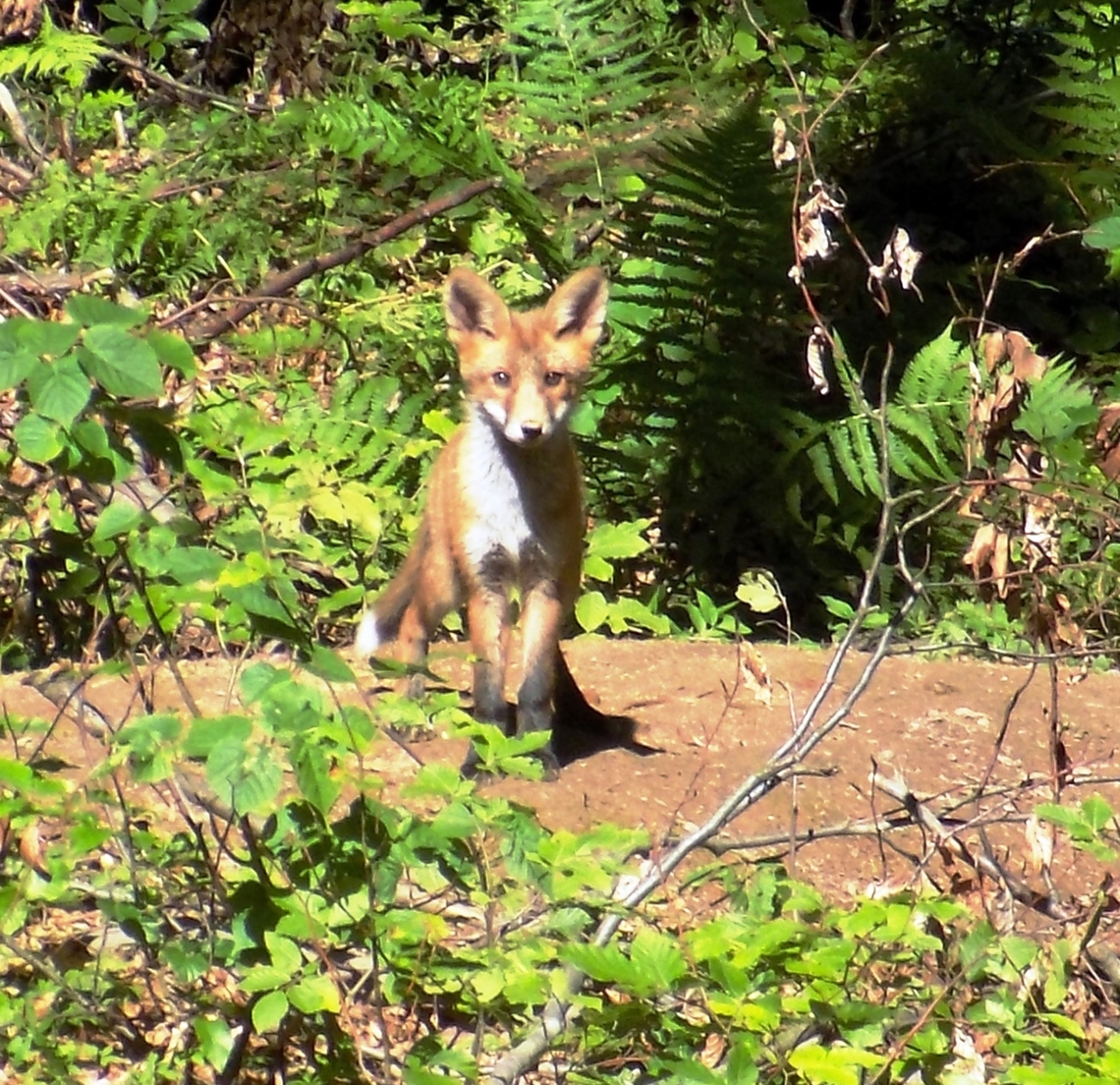 Red Fox Cub. Geotagged,Red Fox,Slovenia,Spring,Vulpes vulpes