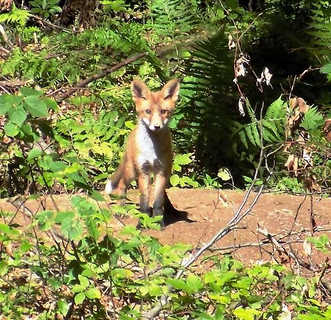 Red Fox Cub. Geotagged,Red Fox,Slovenia,Spring,Vulpes vulpes