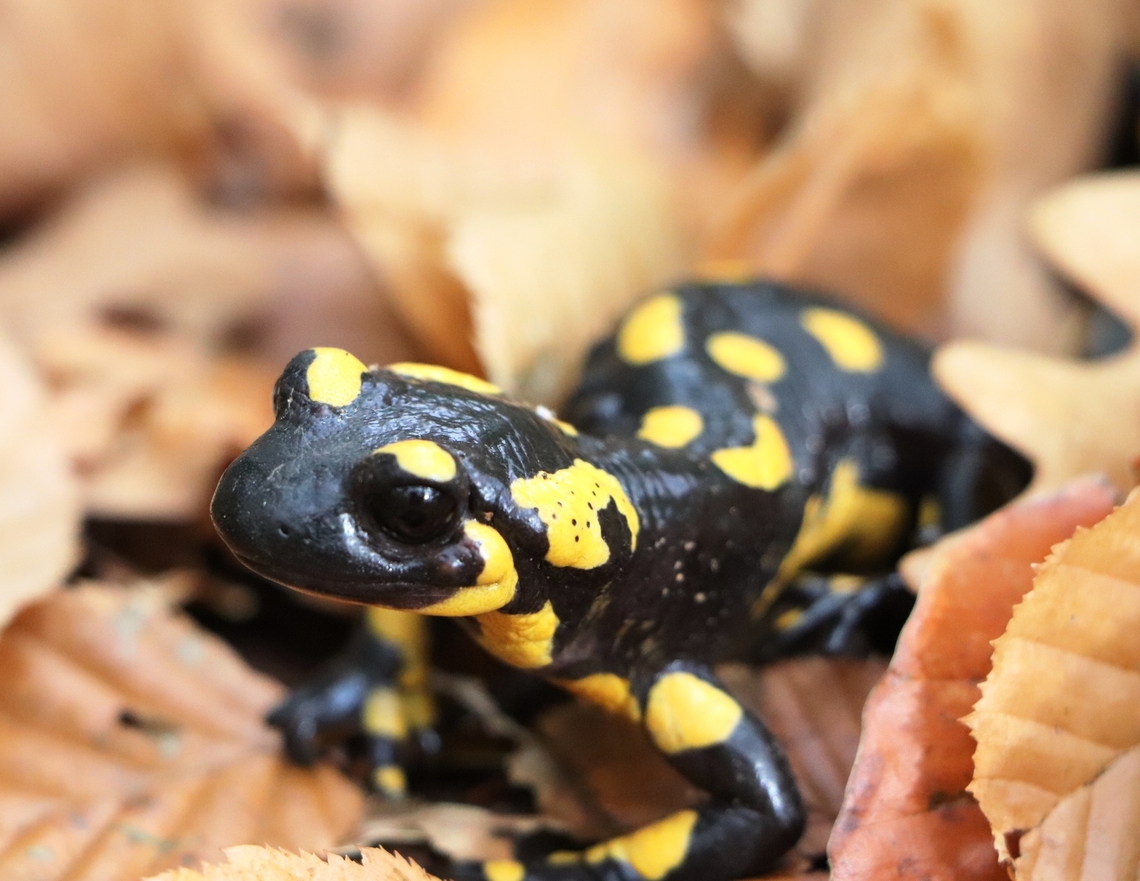 Fire Salamander They are usually easiest to spot after rain. Bosnia and Herzegovina,Fall,Fire Salamander,Geotagged,Salamandra salamandra