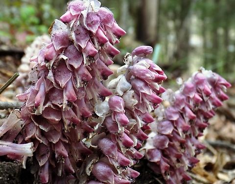 Common Toothwort Common Toothwort Common toothwort,Geotagged,Lathraea squamaria,Slovenia,Spring