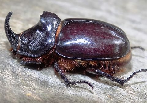 European Rhinoceros Beetle One of the largest insects in Europe. Bosnia and Herzegovina,European rhinoceros beetle,Geotagged,Oryctes nasicornis,Summer