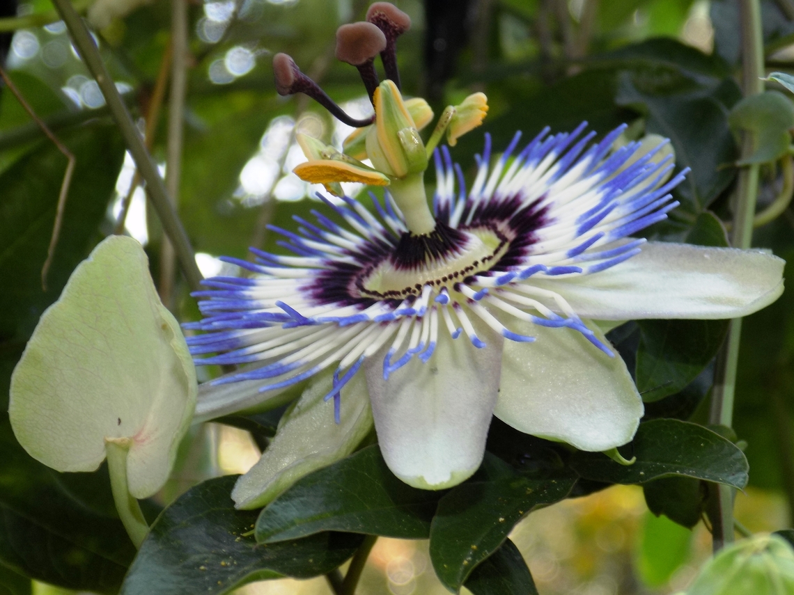 Bluecrown Passionflower I&#039;m not sure if it grows naturally or is planted. Blue Passion Flower,Geotagged,Passiflora caerulea,Slovenia,Summer