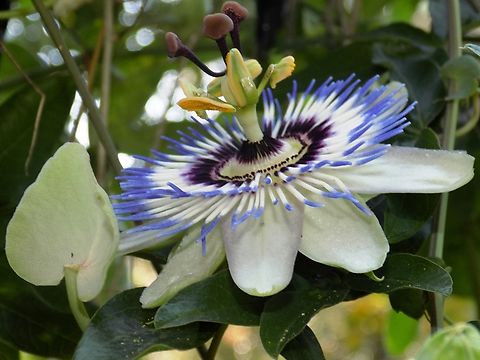 Bluecrown Passionflower I'm not sure if it grows naturally or is planted. Blue Passion Flower,Geotagged,Passiflora caerulea,Slovenia,Summer