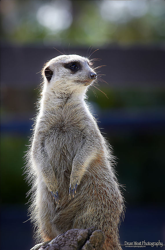 Meerkat Meerkat Keeping guard on the family, Meerkats forage in a group with one "sentry" on guard watching for predators while the others search for food. Sentry duty is usually approximately an hour long. Australia,Geotagged,Meerkat,Suricata suricatta