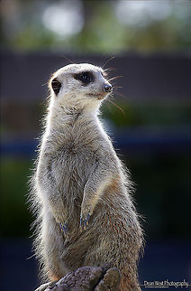 Meerkat Meerkat Keeping guard on the family, Meerkats forage in a group with one "sentry" on guard watching for predators while the others search for food. Sentry duty is usually approximately an hour long. Australia,Geotagged,Meerkat,Suricata suricatta