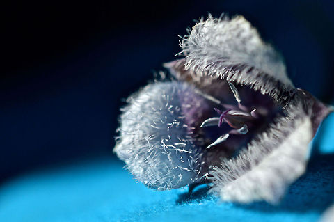 Tolmie Star-Tulip The Calochortus tolmiei (aka Tolmie Star-Tulip), taken during a lovely afternoon hike at the Point Reyes National Seashore in Northern California.  Calochortus tolmiei,Geotagged,United States