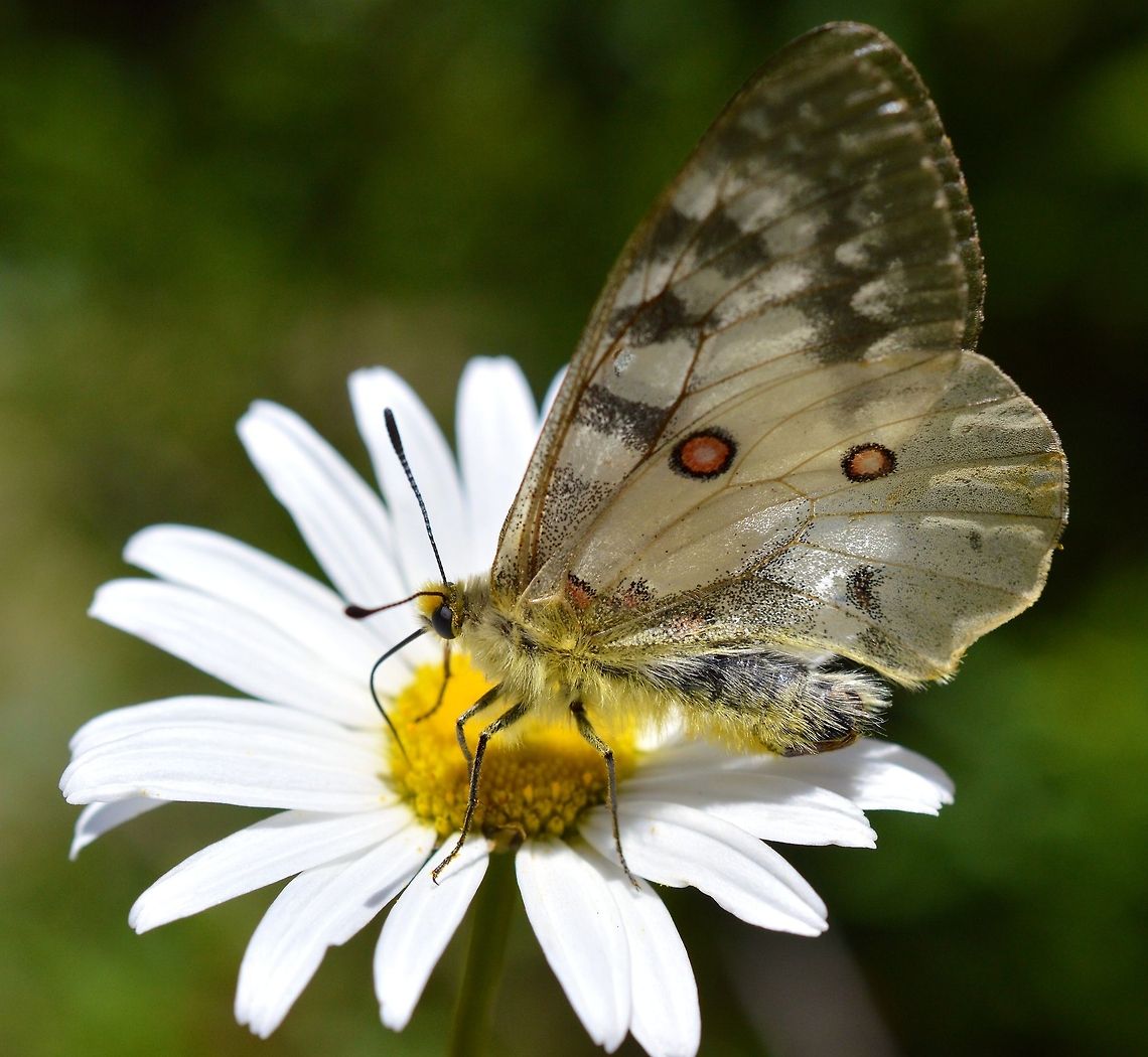 Drink Up! A beautiful butterfly seen on a hike up Mount Hood in Oregon. Clodian Apollo,Geotagged,Parnassius clodius,United States,butterfly,close up,macro,mount hood,nature