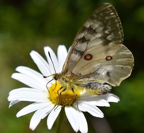 Drink Up! A beautiful butterfly seen on a hike up Mount Hood in Oregon. Clodian Apollo,Geotagged,Parnassius clodius,United States,butterfly,close up,macro,mount hood,nature
