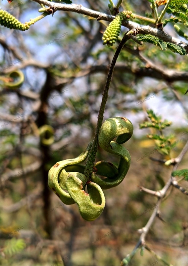 Sickle Bush ashy babool Common name: Sickle Bush ashy babool<br />
Hindi: खेरी kheri<br />
Marathi: दुरंगी बाभूळ <br />
Botanical name: Dichrostachys cinerea  <br />
Family: Mimosaceae (Touch-me-not family)<br />
<br />
Sickle bush is a beautiful, small Mimosa-related tree. It has bipinnate leaves. It blooms with beautiful bottle-brush like flower heads which are half pink and half yellow. The rear pink part fades to white with time. The buds look like beautiful pink and yellow mulberry fruits. The fruit-pod is narrowly oblong, variously curved or coiled. <br />
<br />
  Dichrostachys Cineria,Dichrostachys cinerea