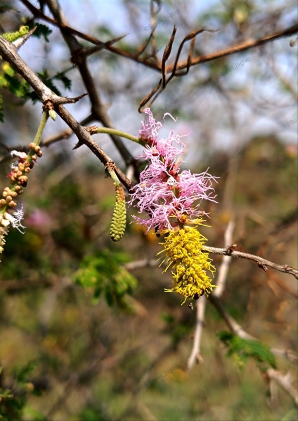 Sickle Bush ashy babool Common name: Sickle Bush ashy babool<br />
Hindi: खेरी kheri<br />
Marathi: दुरंगी बाभूळ<br />
Botanical name: Dichrostachys cinerea<br />
Family: Mimosaceae (Touch-me-not family)<br />
<br />
Sickle bush is a beautiful, small Mimosa-related tree. It has bipinnate leaves. It blooms with beautiful bottle-brush like flower heads which are half pink and half yellow. The rear pink part fades to white with time. The buds look like beautiful pink and yellow mulberry fruits. The fruit-pod is narrowly oblong, variously curved or coiled.<br />
 Dichrostachys Cineria,Dichrostachys cinerea
